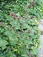 Petit bardane (Arctium minus)(Lyo, Vaise, 2020-06) (2)